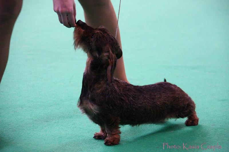 Crufts2011_2 1179.jpg